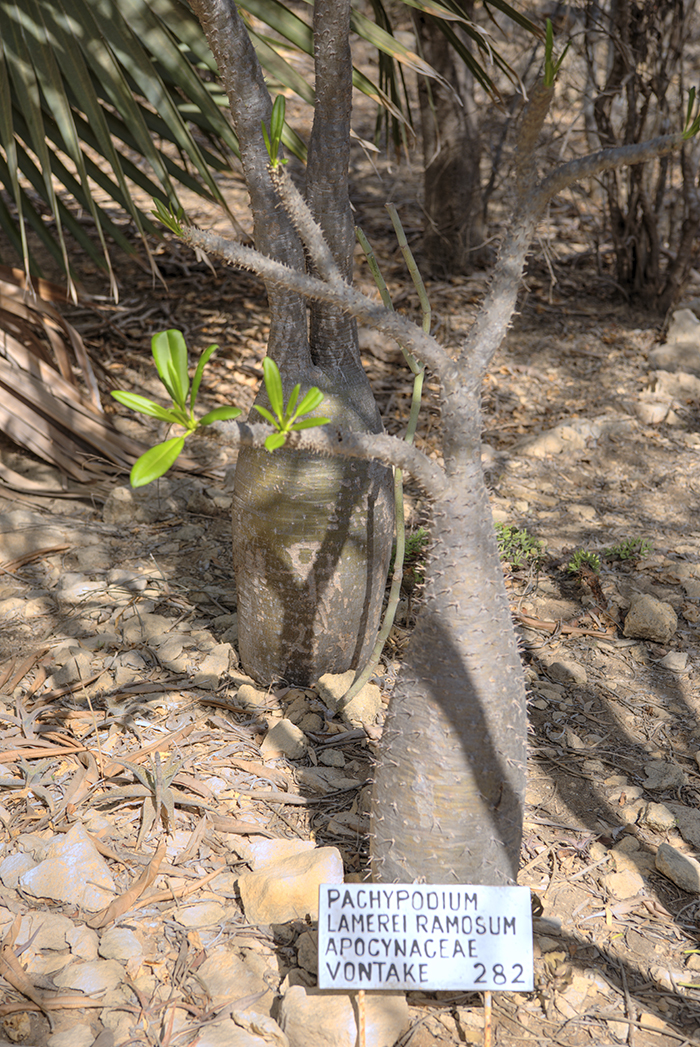 Pacypodium Lamereiramosum plant